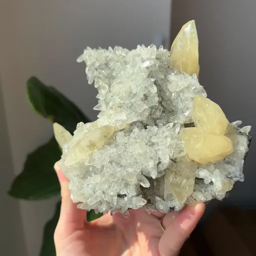 specimen video