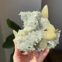 specimen video