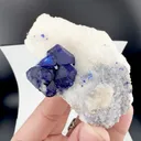 specimen video