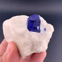 specimen video