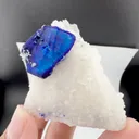 specimen video