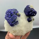 specimen video