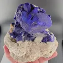 specimen video