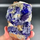 specimen video