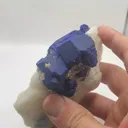 specimen video