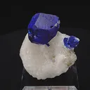 specimen video