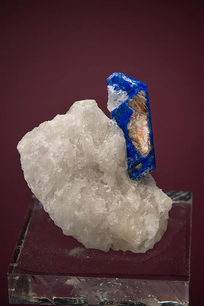 Lazurite var. Lapis Lazuli on Phlogopite image