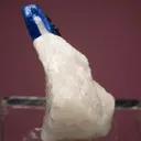 Lazurite var. Lapis Lazuli on Phlogopite - image 4
