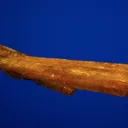 Legrandite - image 3