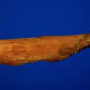 Legrandite - image 4