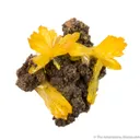 Legrandite - image 1
