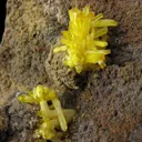 Legrandite - image 4