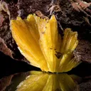 Legrandite - image 4