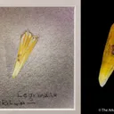 Legrandite - image 1