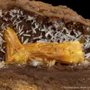 Legrandite with Smithsonite - image 5