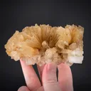Leonite on Halite - image 1