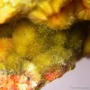 Lepersonnite With Studtite, Curite on Uraninite - image 3