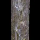 Lepidolite pseudomorphing after Elbaite - image 5