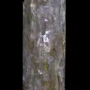 Lepidolite pseudomorphing after Elbaite - image 6