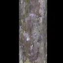 Lepidolite pseudomorphing after Elbaite - image 4