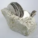 Lepidolite With Boromuscovite (Boron-Rich New Species) - image 2