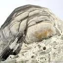 Lepidolite With Boromuscovite (Boron-Rich New Species) - image 3