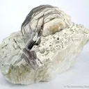 Lepidolite With Boromuscovite (Boron-Rich New Species) - image 1