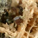 Leucophosphite and Hureaulite - image 5