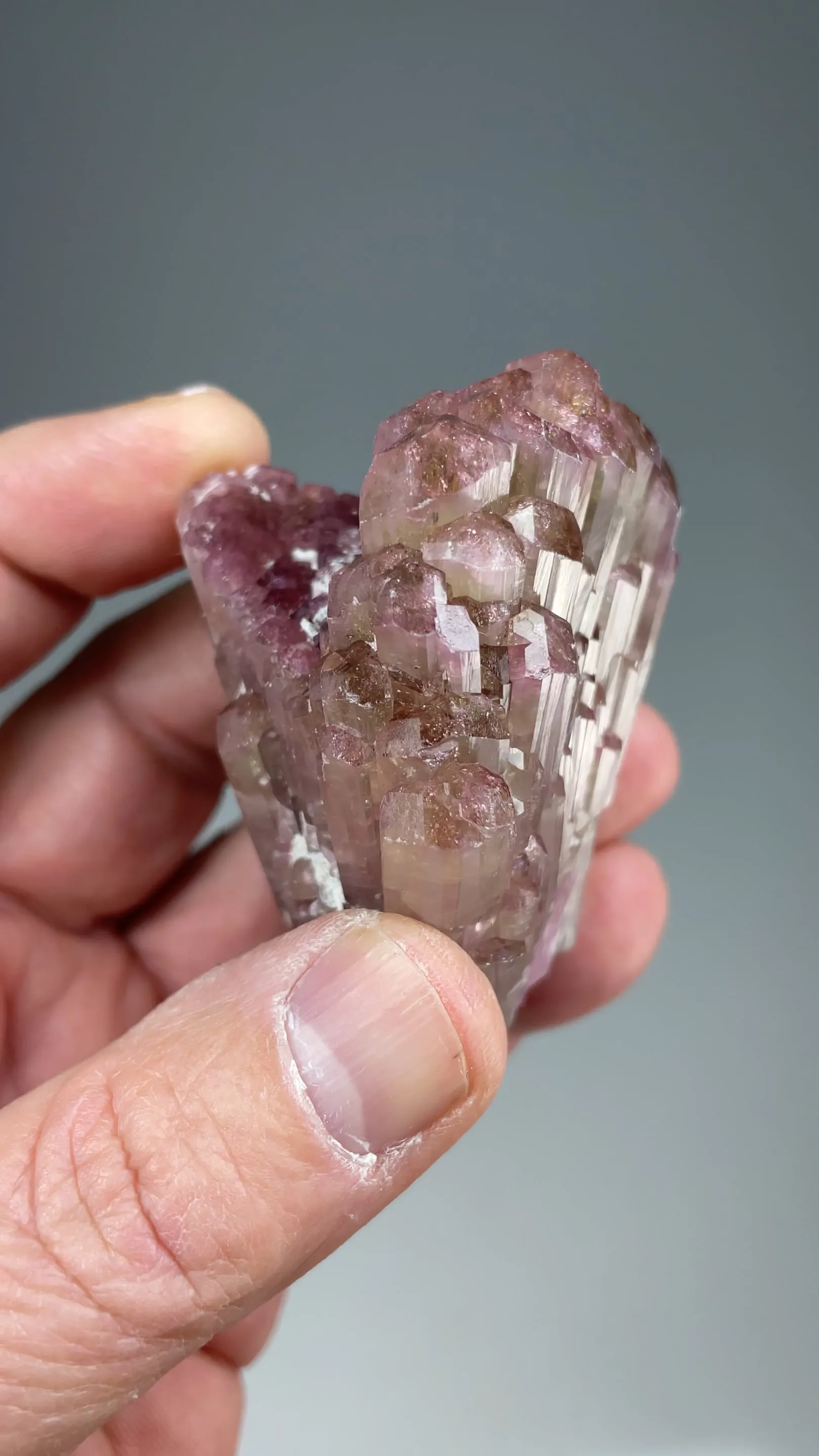 Liddicoatite - image 2