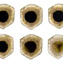 Liddicoatite - image 2