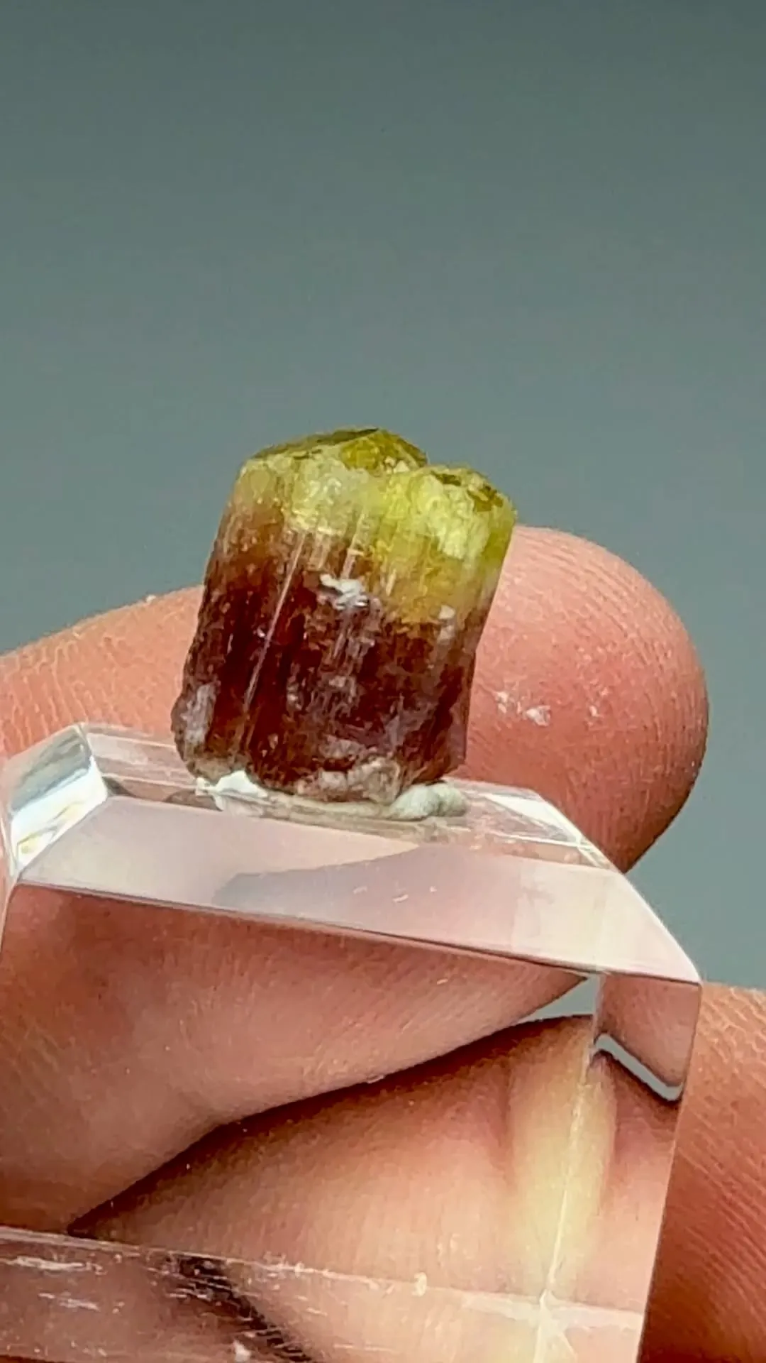 Liddicoatite - image 2