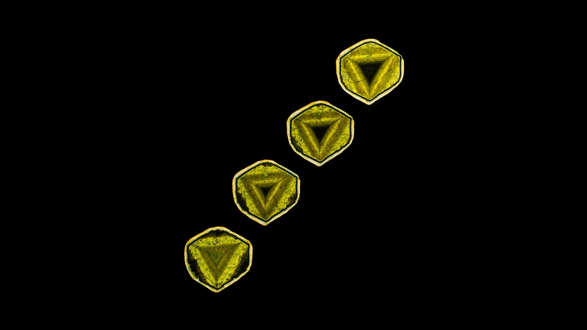 Liddicoatite - image 1