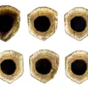 Liddicoatite - image 1