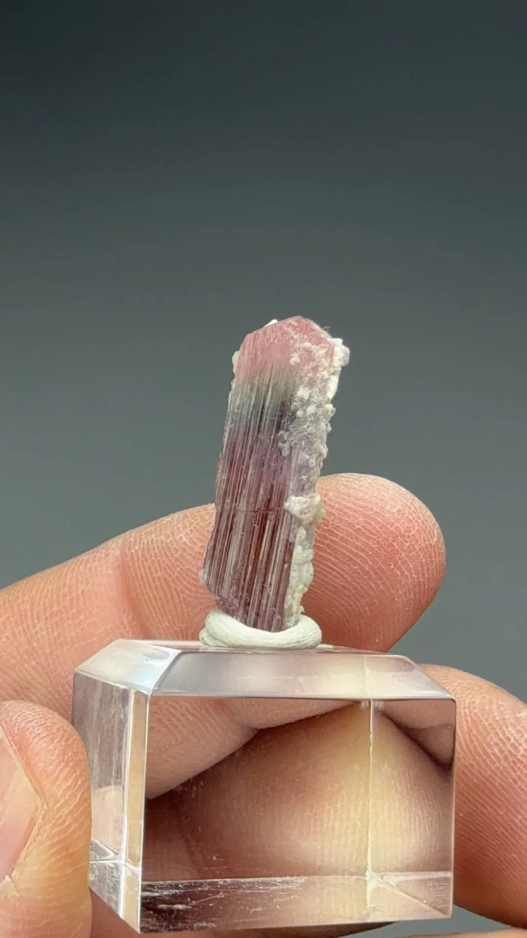 Liddicoatite-Elbaite - image 2