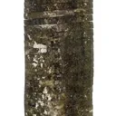 Liddicoatite - image 6