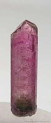 Liddicoatite (Var. Of Tourmaline) image