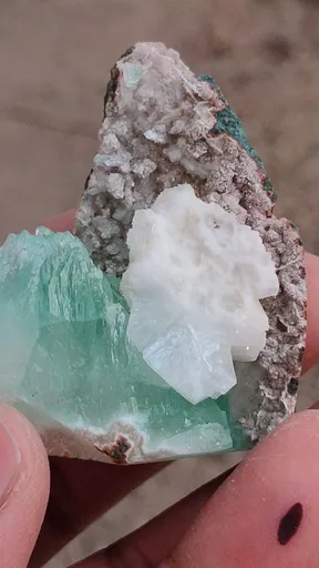 specimen video