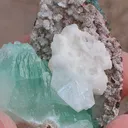 specimen video