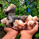 specimen video