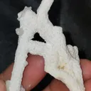 specimen video