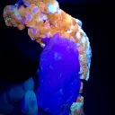 ltra UV Reactive Rare Sodalite on Matrix Specimen, Sodalite with Combination of Pyrite and Tantalite - image 2