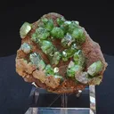 specimen video