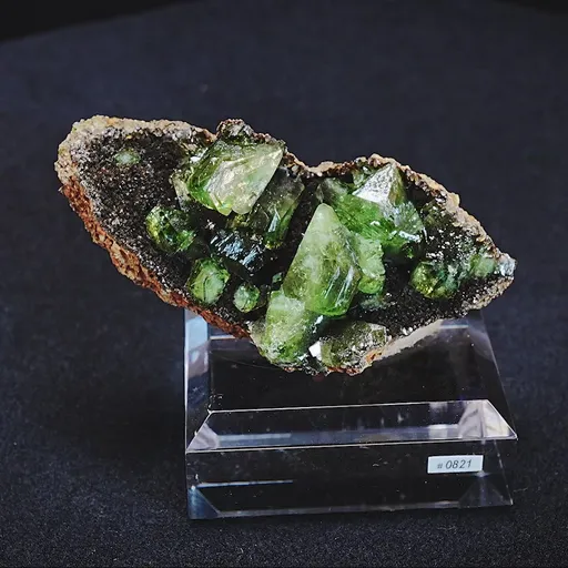 specimen video