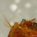 Ludlockite - image 4