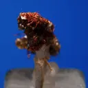 Ludlockite - image 3