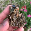 specimen video