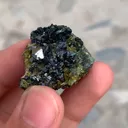 specimen video