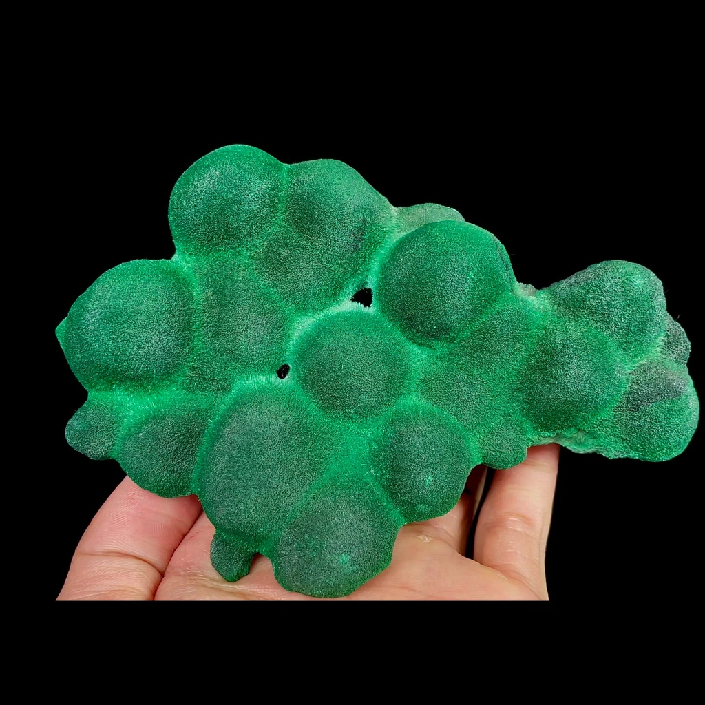 specimen video