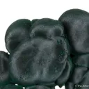 Malachite - image 7
