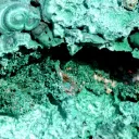 Malachite 907 grams - L'Etoile du Congo Mine, Lubumbashi, Haut-Katanga, DR Congo - image 5